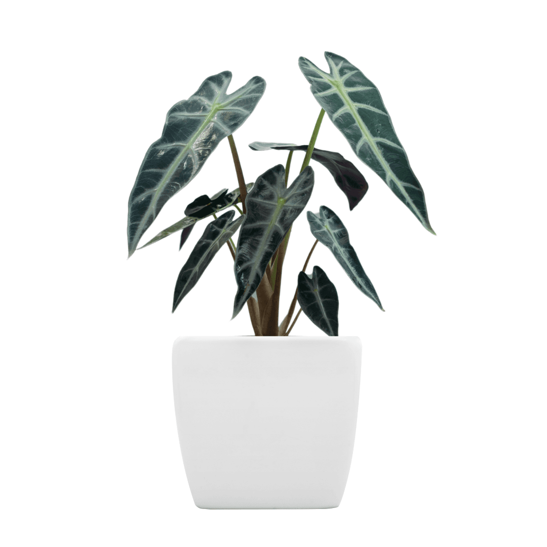 Alocasia
