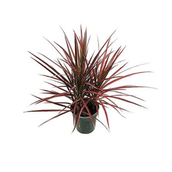 Dracaena Marginata Bush 2
