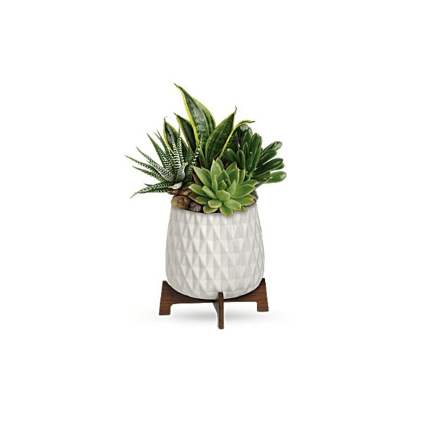 Modern Mod Succulent