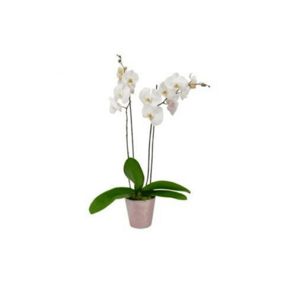 Orchid Double Stem 2