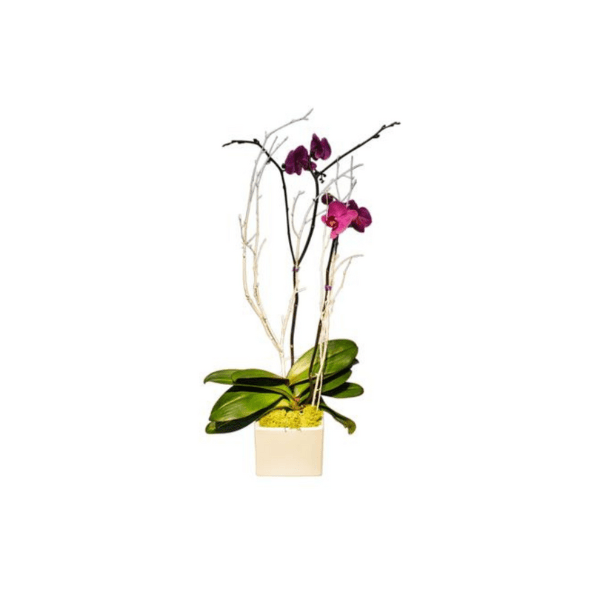 Orchid Double Stem 4