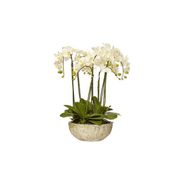Orchid Planter 3