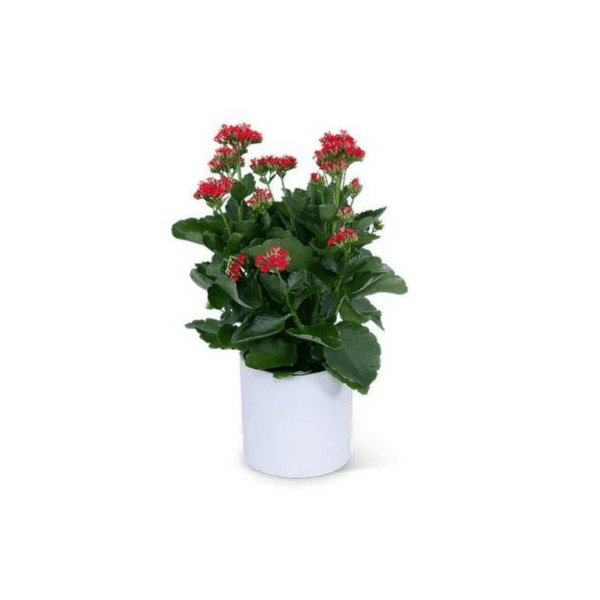 Kalanchoe 2