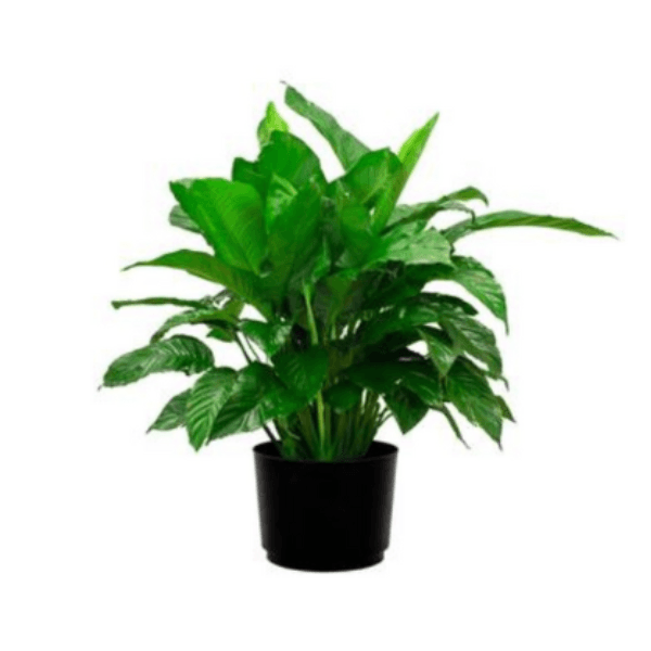 Spathiphyllum