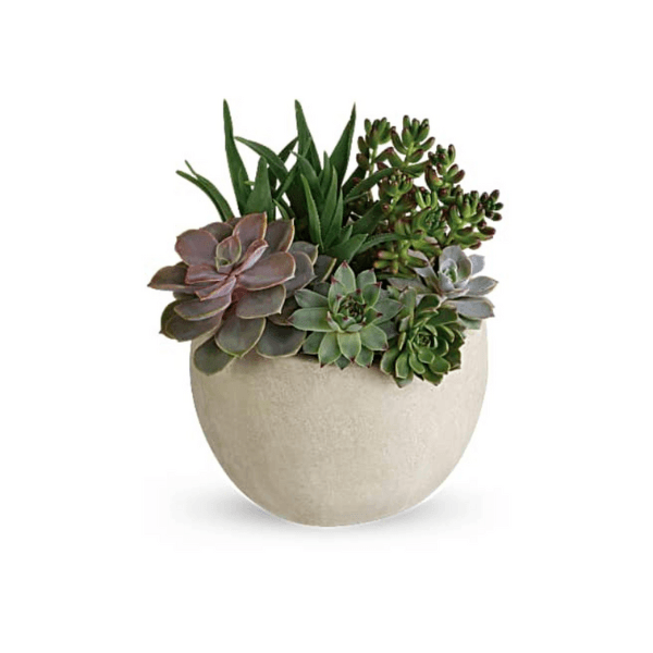 Succulent In Ceramic