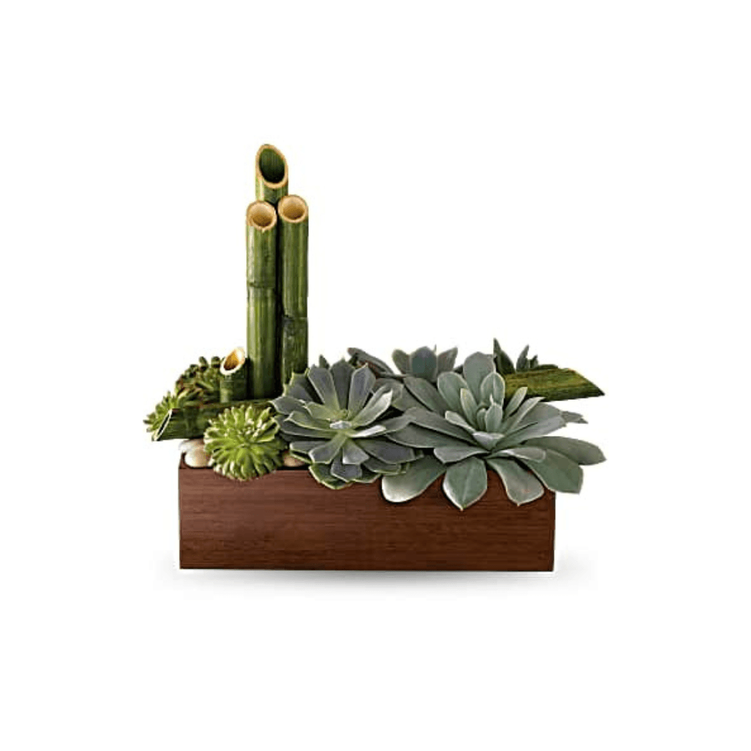 Zen Succulent