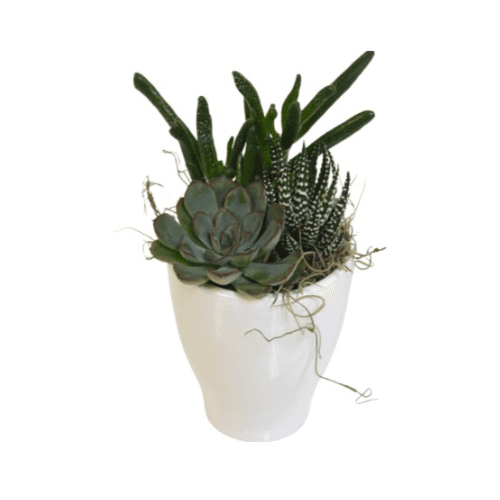 Small Succulent Garden 3