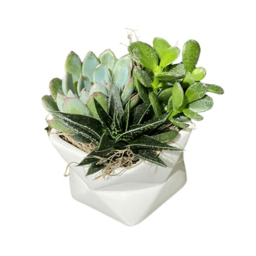 Small Succulent Garden