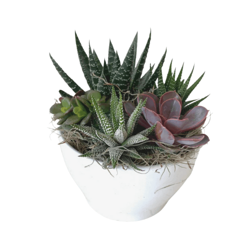 Small Succulent Garden 2