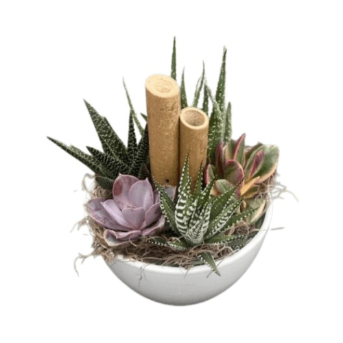 Medium Succulent Garden