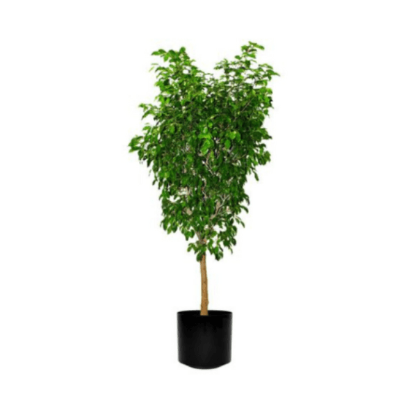 Ficus Plant