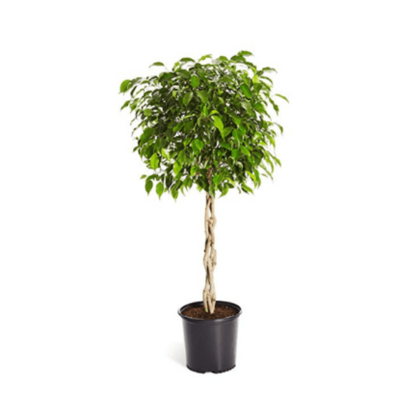 Ficus Topiary Plant