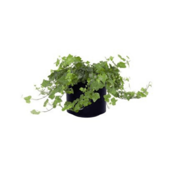 Ivy Plant